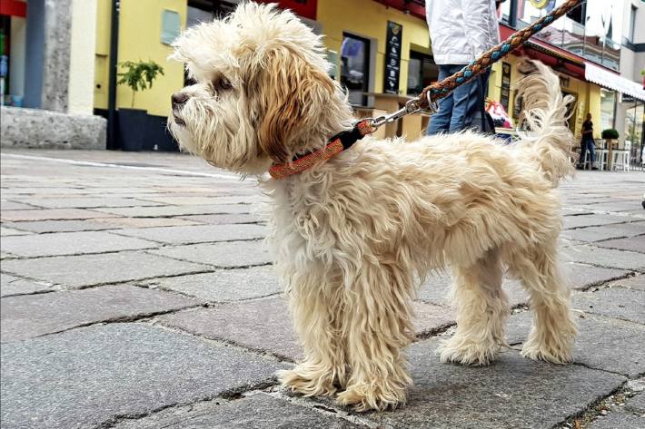  Der Mann wollte in Wien seinen Hund von der Leine lassen, woraufhin es zu einem Streit kam (Symbolbild)