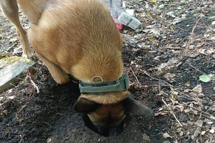 Zollhund Dara bei der Arbeit