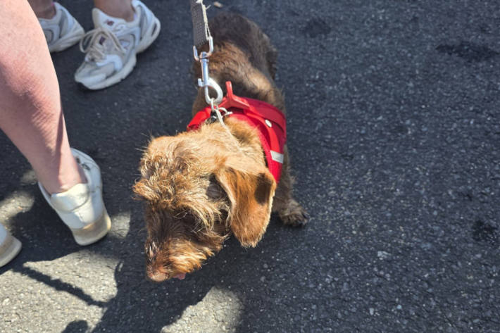Nach rund 15 Minuten war der Hund befreit.