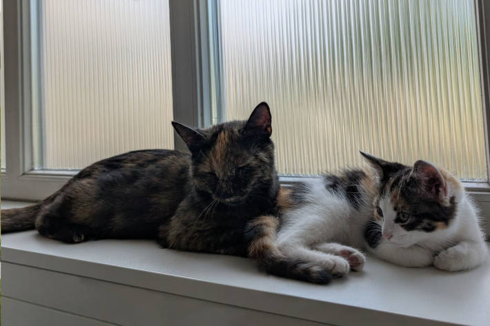 Wem gehören die beiden süßen Katzen?