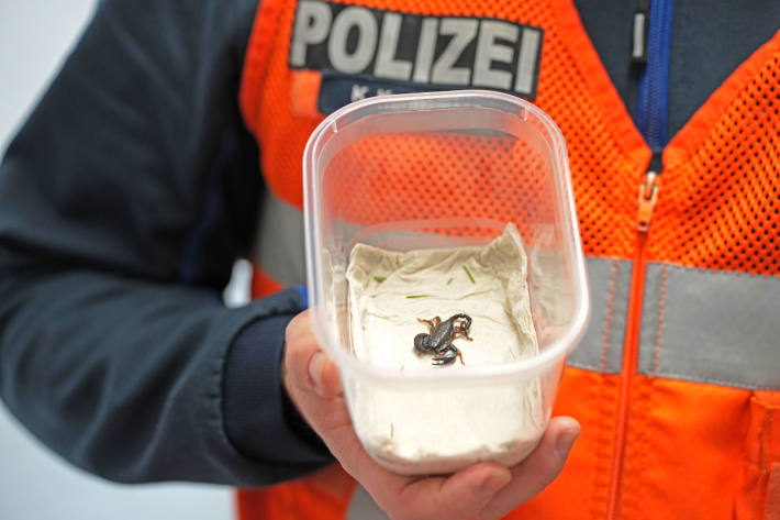Die Polizeipatrouille entfernte den 5cm grossen Skorpion aus der Wohnung.