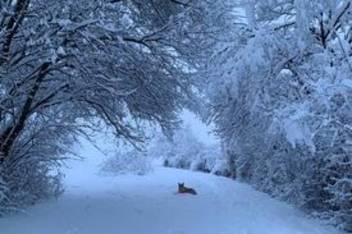 Hund geniesst den Schnee in Dübendorf ZH