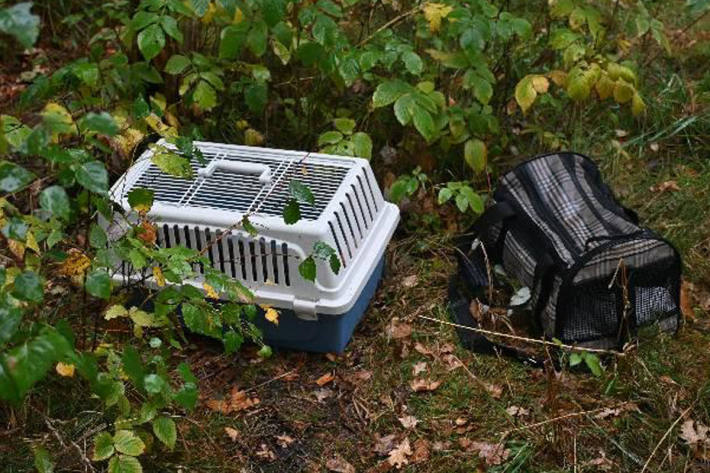 Foto der aufgefundenen Transportbehältnisse, in denen sich jeweils eine getigerte Katze befand.