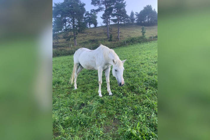 Bild des gestohlenen Schimmel Jovan aus Waldenburg