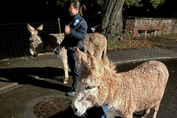 Zwei tierische Ausreißer