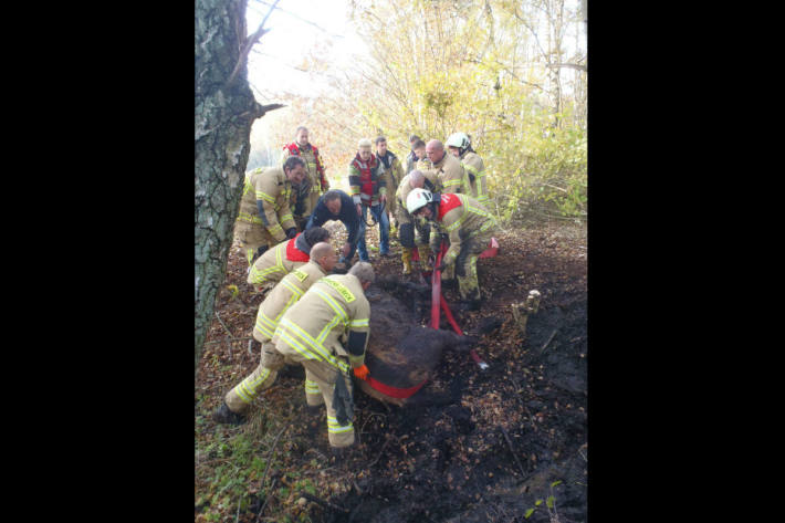 Rettungskräfte ziehen mit vereinten Kräften die Pferde aus dem Moor.