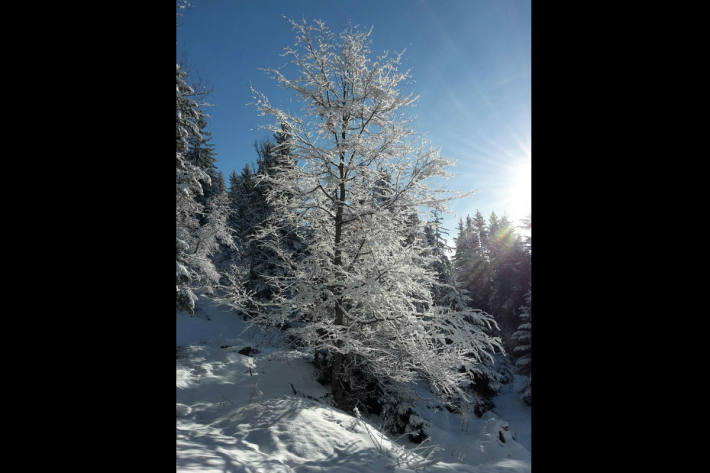  Frisch verschneite Buche im Hasliberg am 25. Dezember 2018.