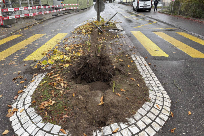 Der Lieferwagen fällte einen Baum.