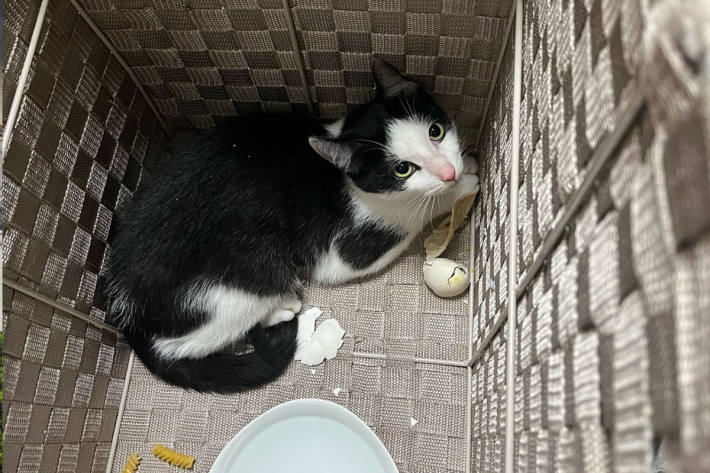 Ein Zeuge wurde durch das Wimmern des Tieres aufmerksam.