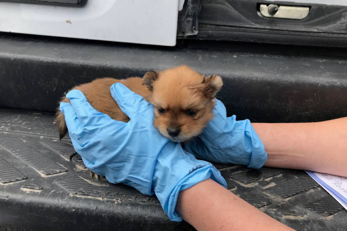 Hundewelpen aus Transporter verkauft