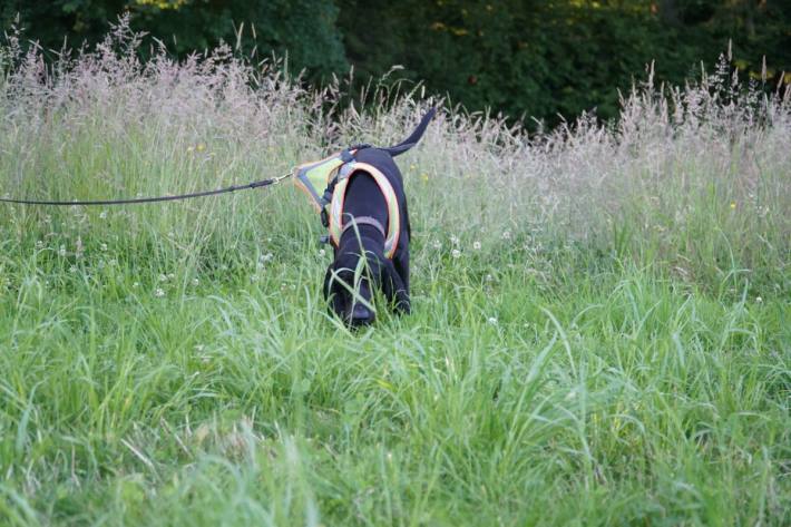 Polizeihund Don vom wilden Holz hat den Flüchtigen in Mörschwil SG gefasst.