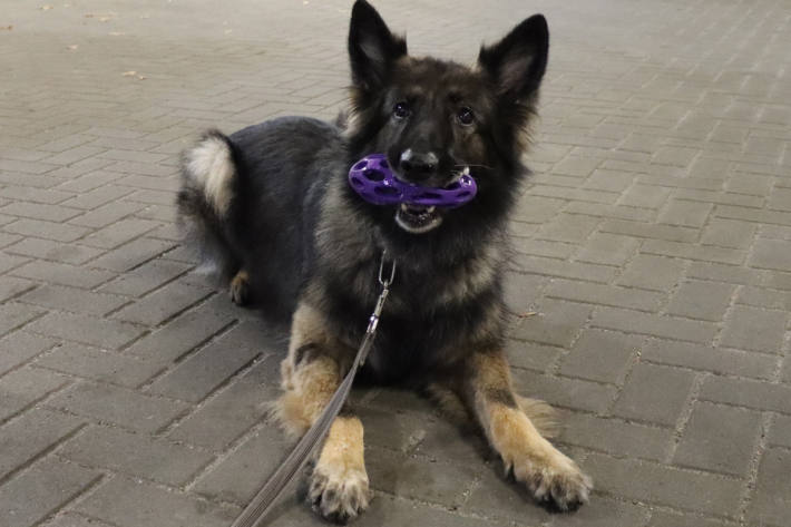 Zollhund Nanny hatte den richtigen Riecher.