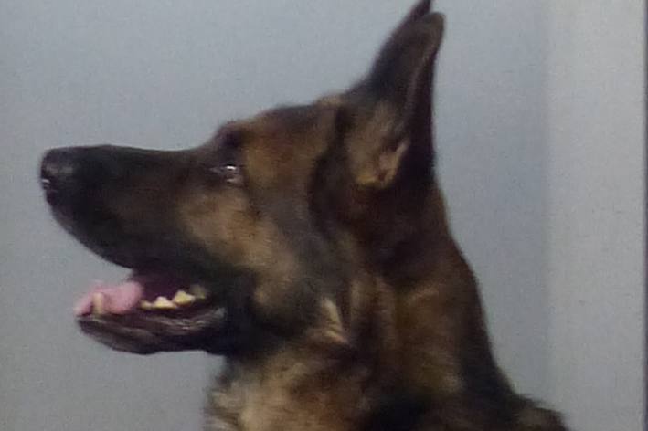 Bremen – Zollhund "Gonzo" hat die Drogen aufgespürt