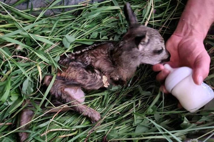 Die Suchmannschaften staunten nicht schlecht als sie neben dem verletzten Tier ein neugeborenes Rehkitz auffanden