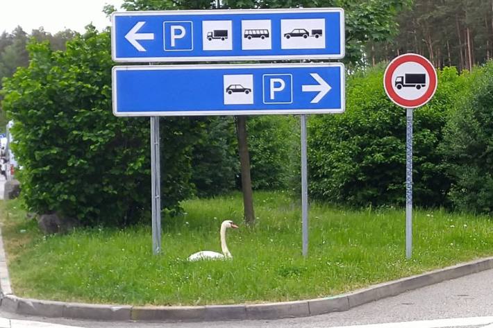 Schwan auf Parkplatz