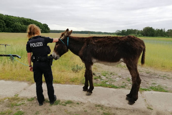 Esel auf Abwegen