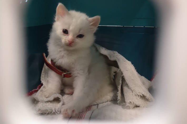Die Katze war offensichtlich viel zu jung, sie wurde im Nachgang durch den Tierarzt auf nicht älter als vier Wochen geschätzt