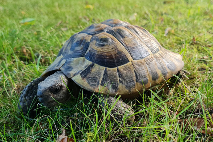 Gegenüber der Dienststelle der Polizei Brake wurde diese Schildkröte gefunden.
