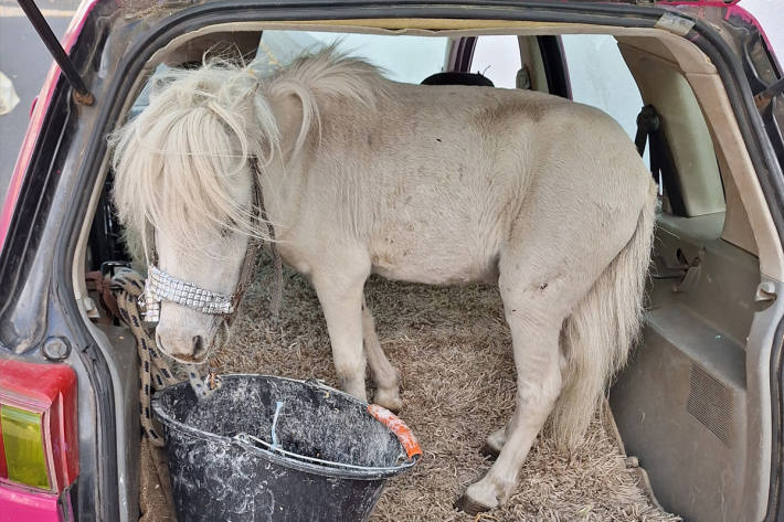 Das Pony passte gerade so ins Auto.