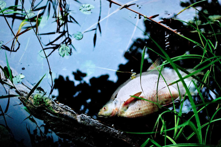 Fische in Wundschuh verendet (Symbolbild)