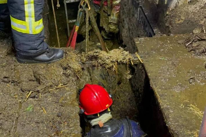 Kuh in misslicher Lage