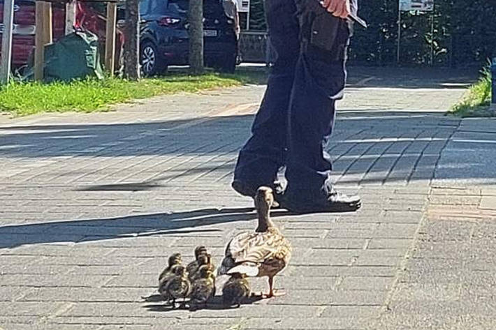 Diese kleine Enten-Familie befand sich in großer Gefahr.