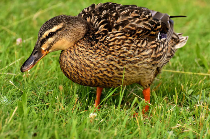 Das Vogelgrippevirus wurde in einer Geflügelhaltung in der Haute-Savoie nachgewiesen (Symbolbild)