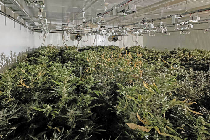 Mehr als 3500 Drogenhanfpflanzen
