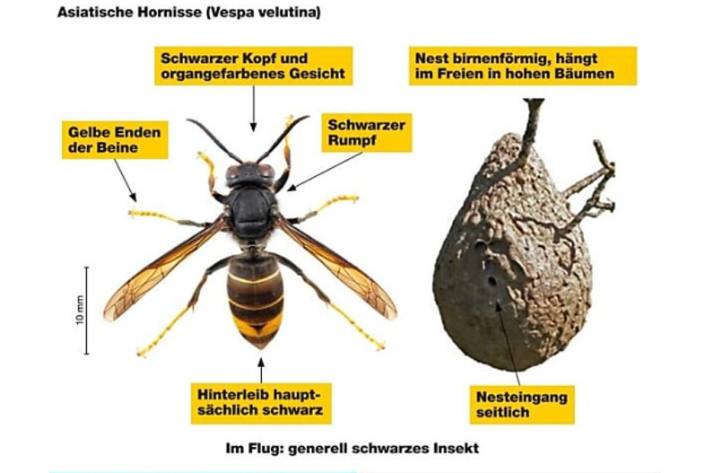 Jetzt wachsam sein: Asiatische Hornissen breiten sich aus