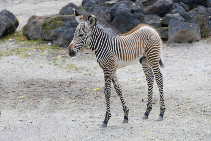 Ein junges Grevyzebra im Zoo Zürich.