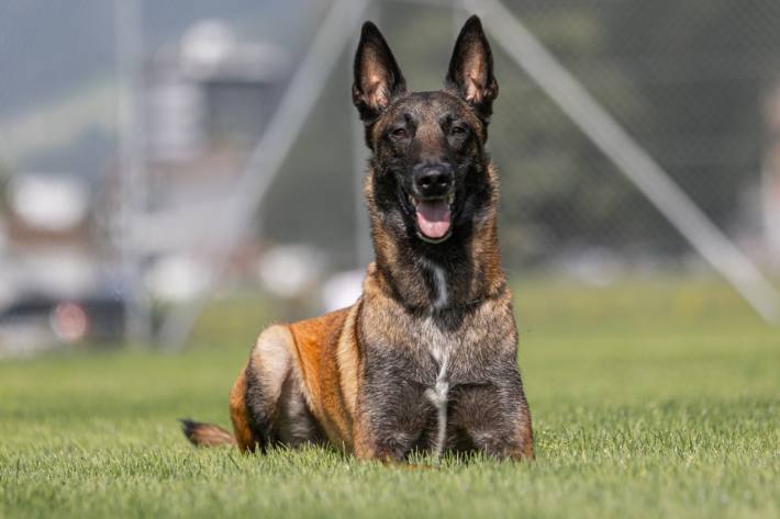 Polizeihund Tyson von der Kantonspolizei Obwalden spürt zwei junge Einbrecher auf. (Symbolbild)