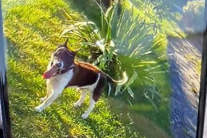 Unbekannter entwendet 13 Jahre alten Jack-Russel-Terrier-Rüden "Lucki" in Groß Buchholz - Zeugen gesucht