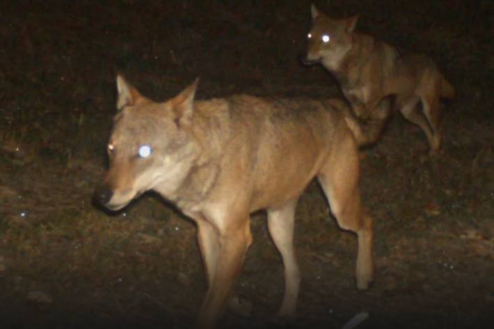 Der Leitwolf des Beverinrudels M92 wurde erlegt. (Symbolbild)