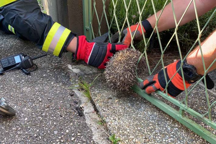 Igel von Feuerwehr gerettet