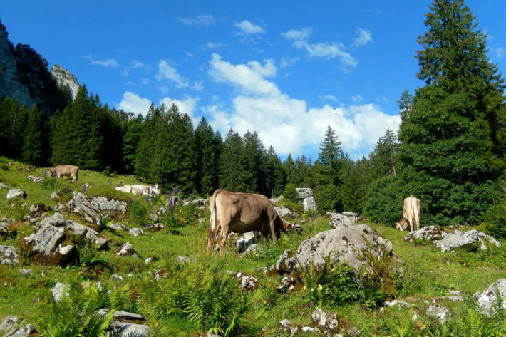 In Le Bémont JU wurde eine Wanderin und ihr Hund von Kühen angegriffen.(Symbolbild)