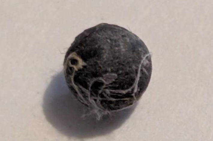 Diese Bleikugel wurde im Vogel gefunden.
