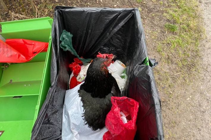 Lebendes Huhn entsorgt