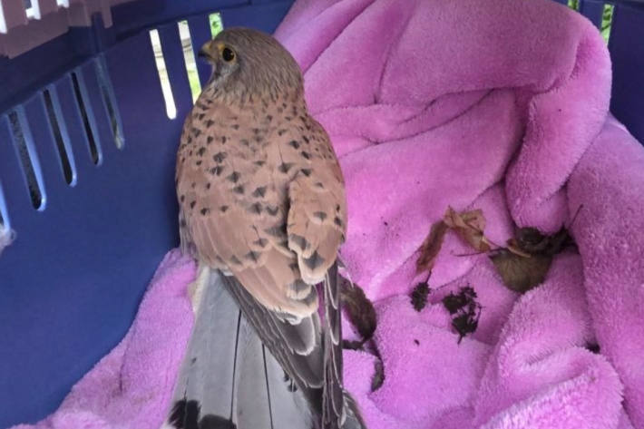 Leider verstarb der Turmfalke an seinen Verletzungen.