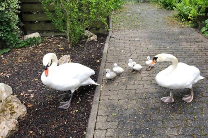 Schwanenfamilie in Wohngebiet verirrt in Speyer