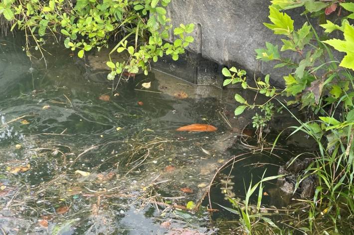 Der Zürichsee wurde heute bei Meilen ZH durch Speiseöl verschmutzt.