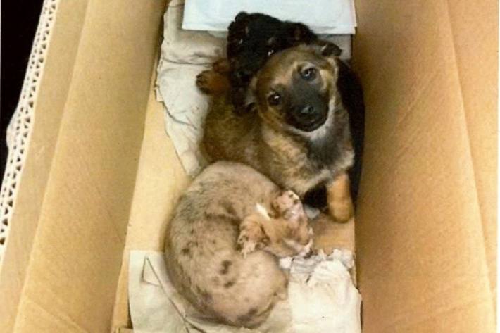 Drei Hundewelpen