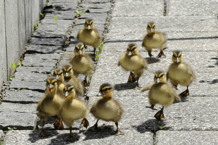 Alle Enten wurden gerettet.