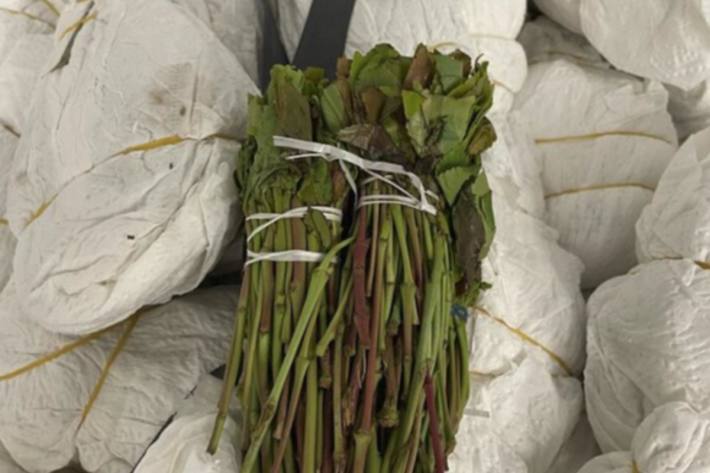 47 Kilogramm Khat wurden bei einer Personenkontrolle am Flughafen Zürich sichergestellt.