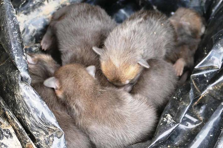 Die überlebenden Welpen wurden der Wildtierhilfe in Karlsruhe überstellt