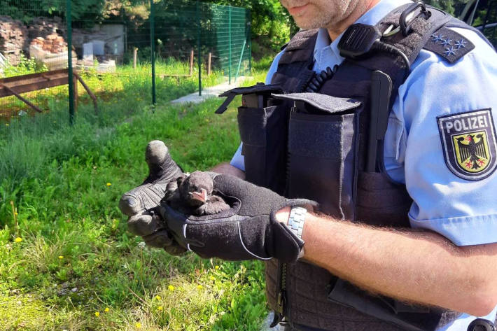 Während der Rettung der Entenfamilie machte dieser Jungvogel die Polizei auf seine Notlage aufmerksam.