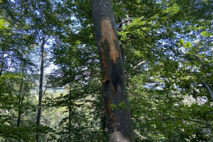 Ein Unfallfahrzeug wird in Wittnau AG gesucht.