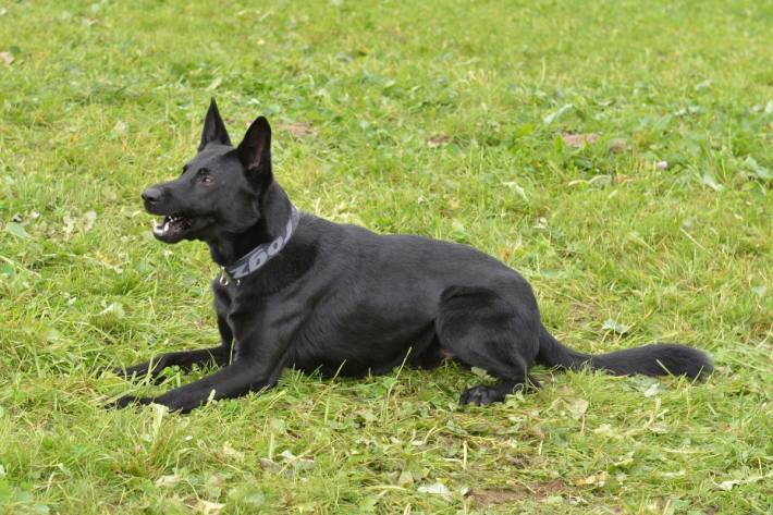 In Lieli und Ballwil war Polizeihund Dodge erfolgreich. (Symbolbild)