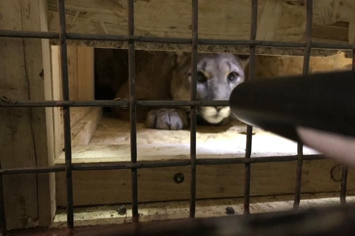 Puma in Kleinwagen transportiert.