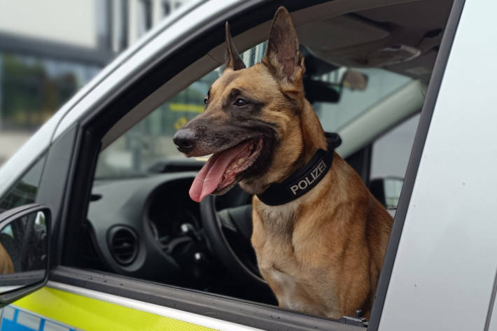 Diensthund "Zonk" stellte die Einbrecher im Gebüsch.