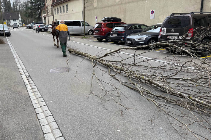 10 Meter langen Baum hinter sich gezogen